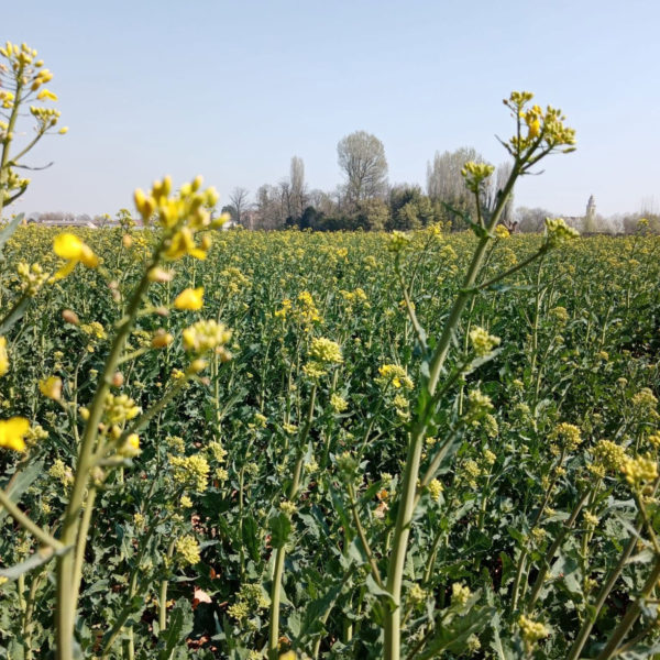 campo di colza