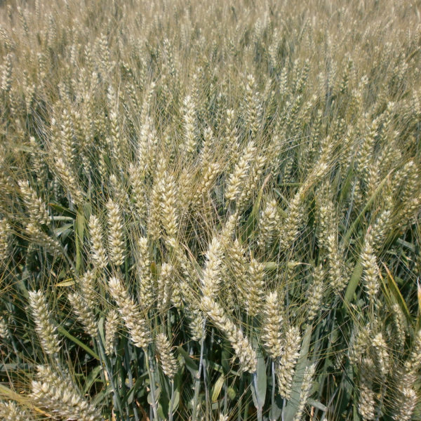 frumento tenero arabia